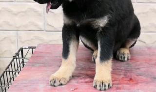 中华田园犬 中华田园犬